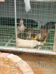 曬曬我的新家禽養(yǎng)殖樂(lè)園