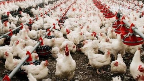 全球首例人感染H5N2禽流感病例 警惕禽類屠宰與生產(chǎn)環(huán)節(jié)的防控挑戰(zhàn)