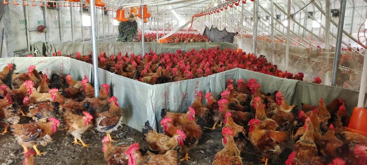 高硐村 抱團養雞興產業 光禽加工拓富路