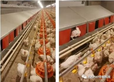 冬季蛋雞產蛋期飼養管理及中裕科技自動/手動產蛋箱的應用