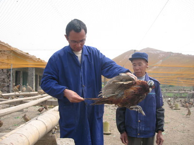 飛翔家禽養殖合作社 以專業養殖助力鄉村振興，打造三門特色農業名片