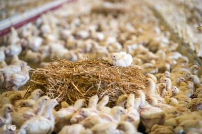 10種低成本蛋白質家禽飼料，為您的養殖業降本增效